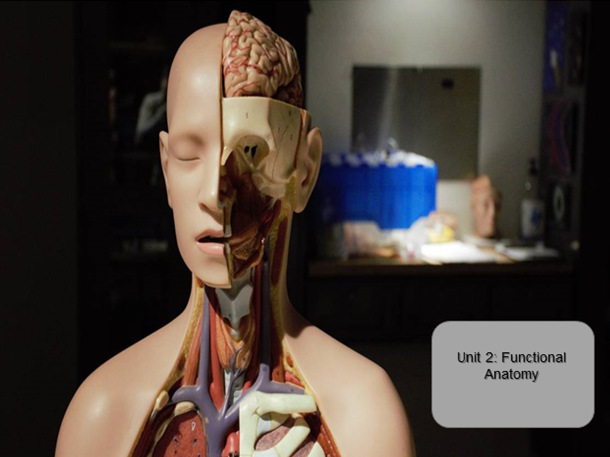 Functional Anatomy BTEC Nationals Sport and Exercise Science Unit 2 Lesson 1