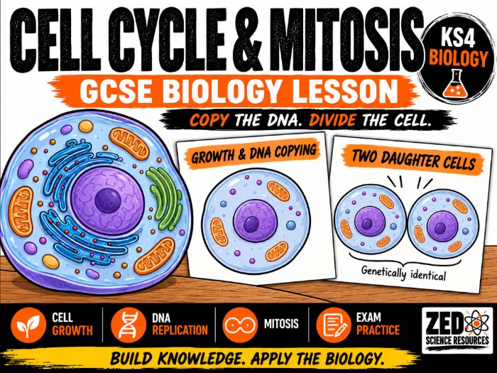 GCSE Biology: The Cell Cycle Lesson – DNA Replication, Mitosis and Cytokinesis | KS4 Combined