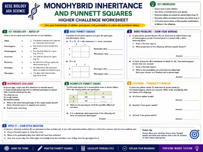GCSE Biology: Monohybrid Inheritance and Punnett Squares Higher Challenge Worksheet | AQA Science