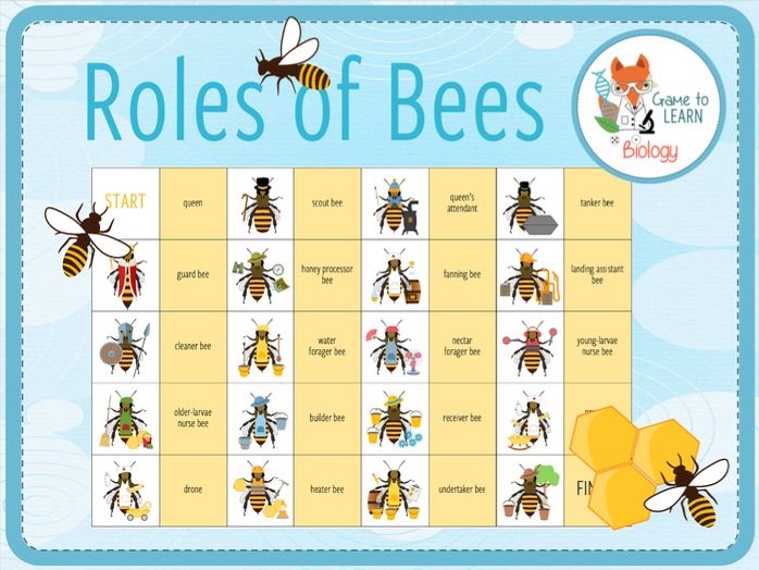 Roles of bees in bee hive - Loop Game (KS3/4)
