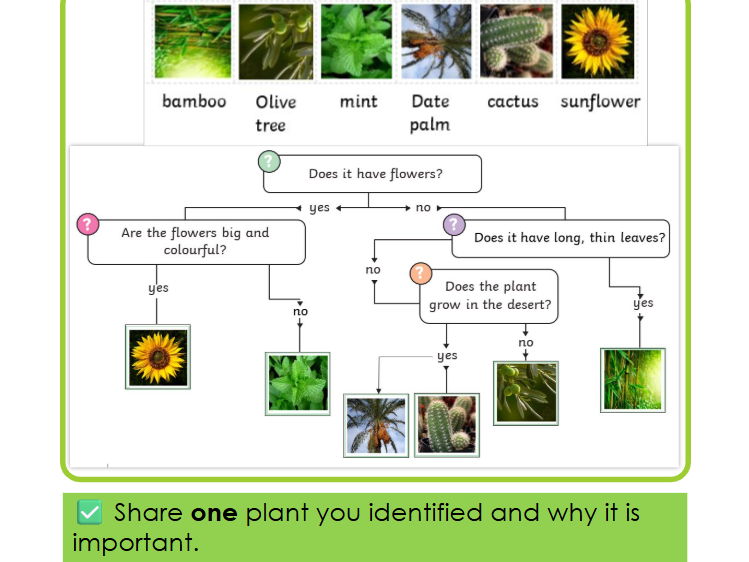 KS2 Science Grouping and Classifying Leaves