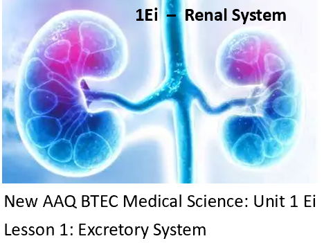 NEW: AAQ BTEC Medical Science Unit 1Ei Renal System - Lesson 1: Excretory System
