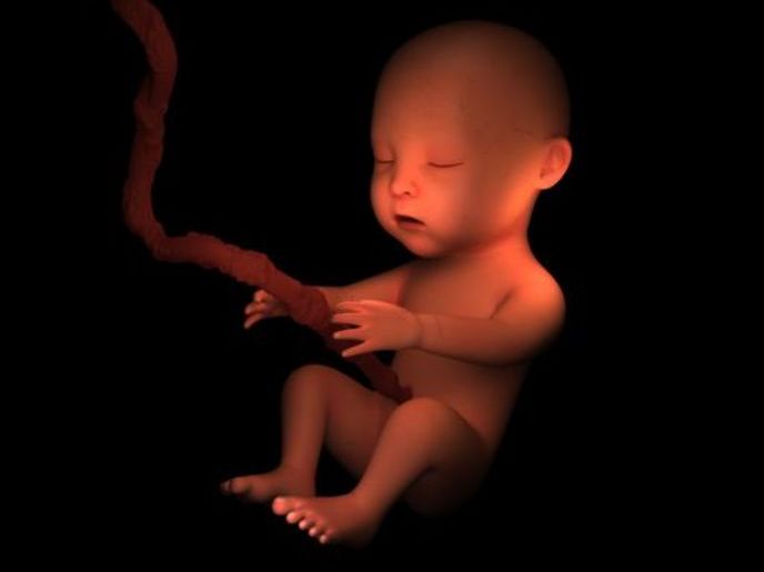 Gestation - KS2 Science