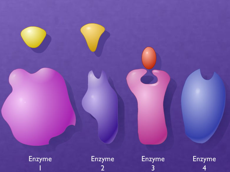 Complete A-Level Biology: Ultimate Enzymes Lesson & Assessment Bundle