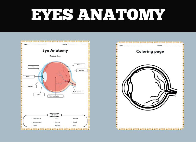 Humain eyes anatomy