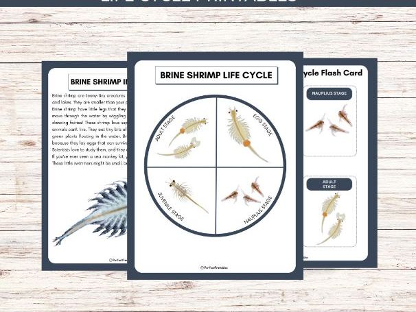 Brine Shrimp Life Cycle | Artemia or Sea Monkey Unit Study With Fun Facts!
