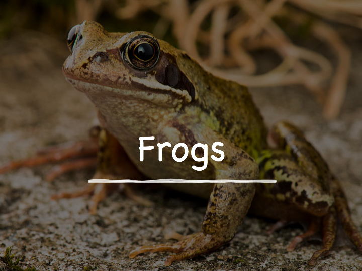 The Common Frog - PowerPoint