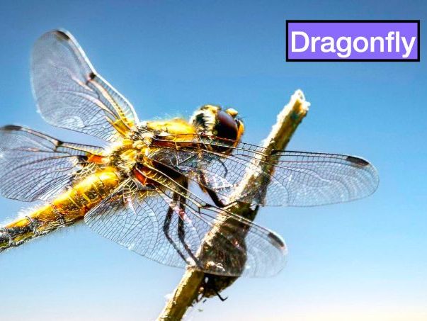 Dragonflies: Animated Keynote/PPT Presentation, Colorful Science