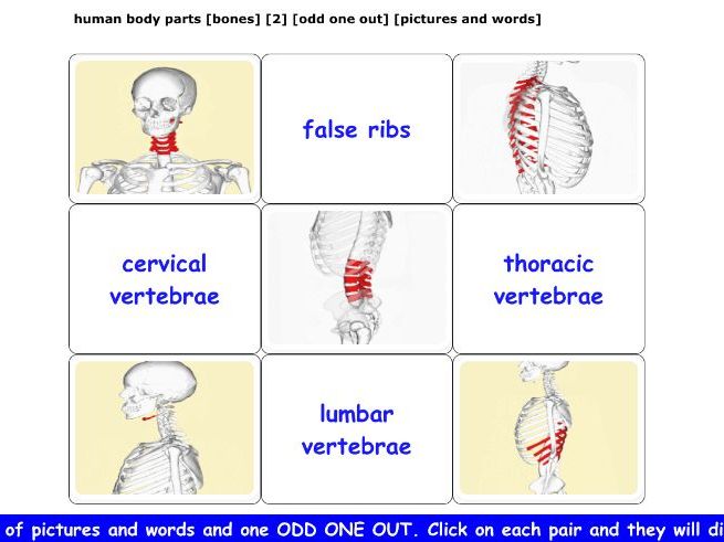 human body parts [bones] [2] [odd one out] [pictures and words]