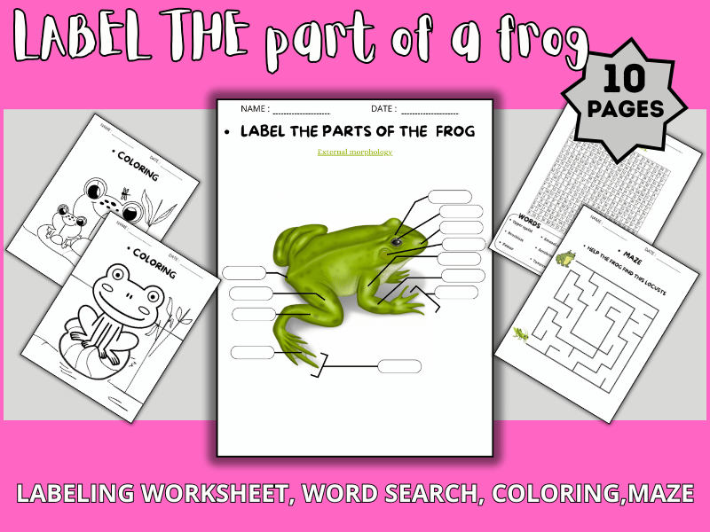frog Anatomy Worksheets