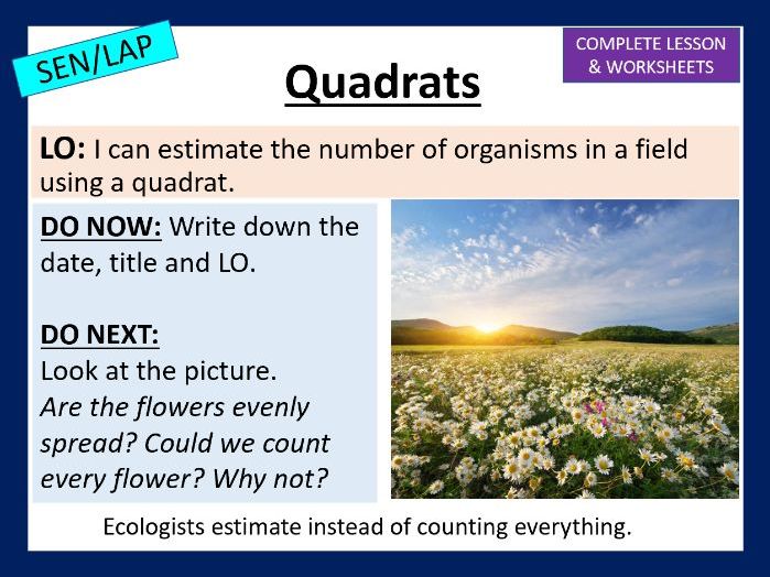 Quadrats - SEN