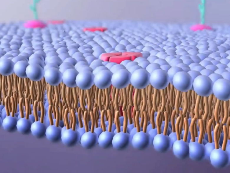 Complete A-Level Biology Lesson: Membrane Structure & The Fluid Mosaic Model