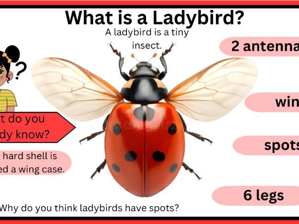 Ladybird lifecycle