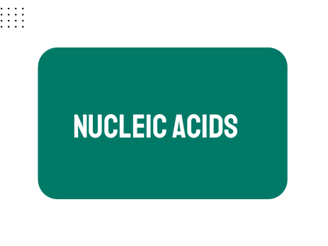 AP Biology Unit 1: Nucleic Acids