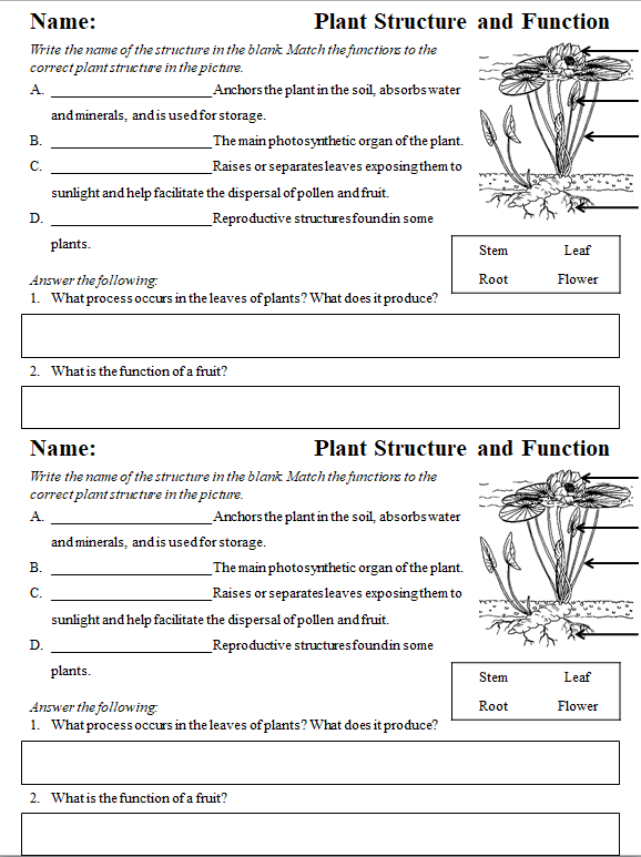Plant Structure And Function Worksheet